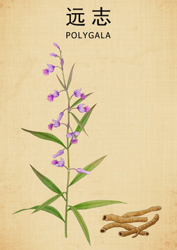 手繪遠(yuǎn)志