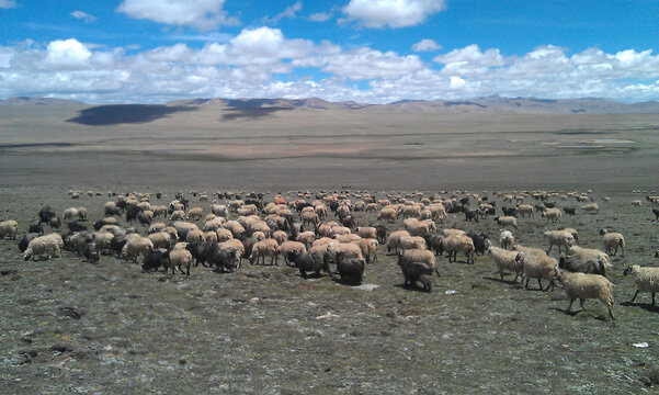 西藏草地羊天空草原白云风景山
