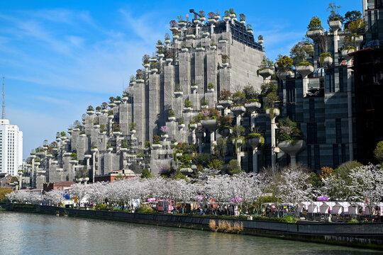 上海大洋晶典天安千树樱花季风光