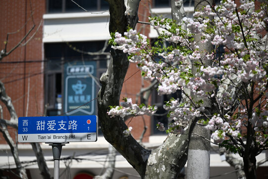 上海虹口区甜爱路春天樱花街景