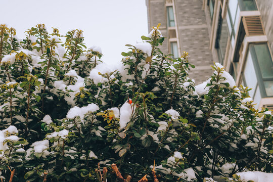 郑州的雪