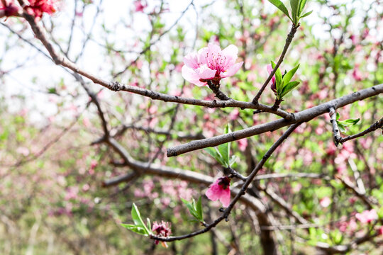 桃花