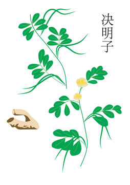 決明子
