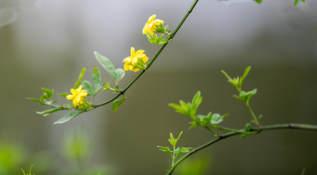 迎春花