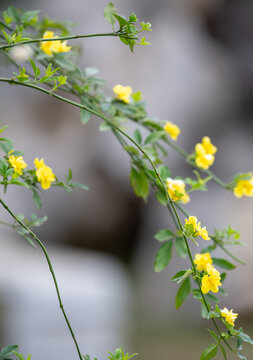 迎春花