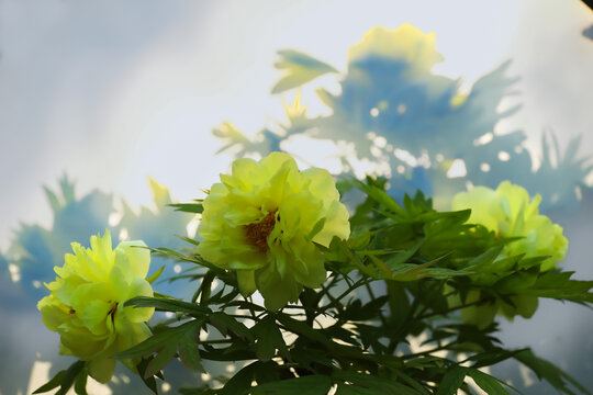 绿色牡丹花