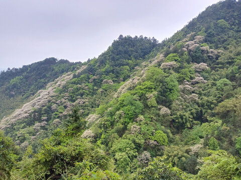 春天的山野风景