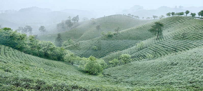 茶山