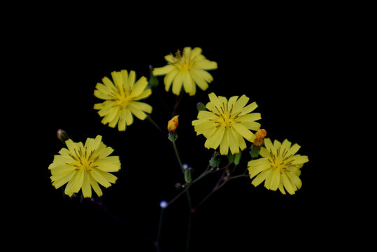 苦荬菜花