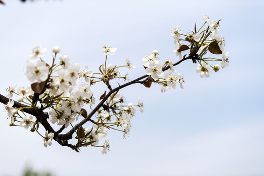 梨花