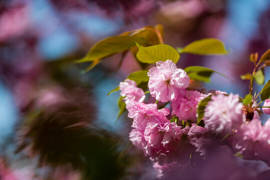 樱花