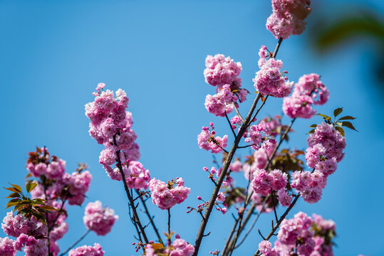 樱花绽放