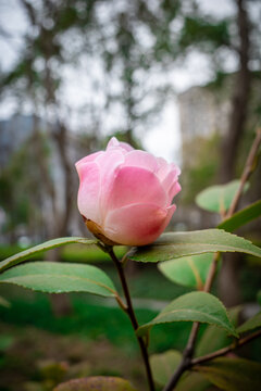 春日野外茶花特写