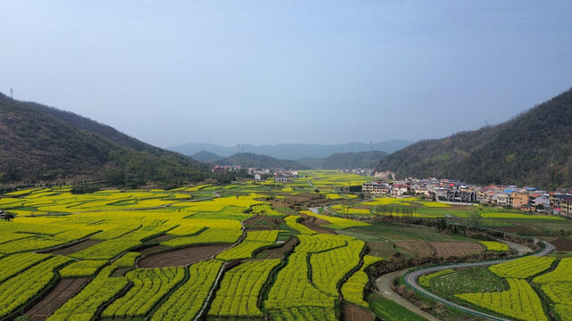 湖北省咸宁市大幕山油菜花