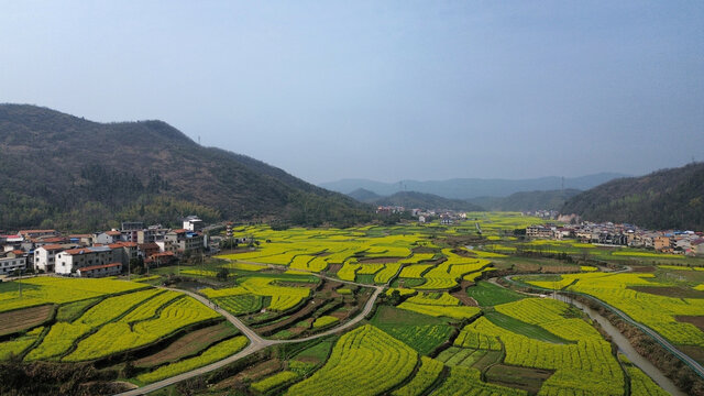 湖北省咸宁市大幕山油菜花