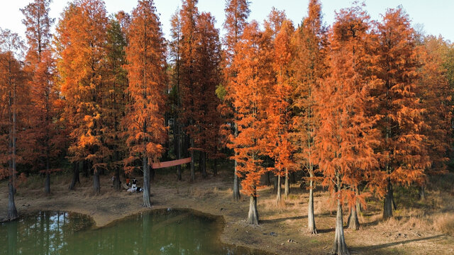 武汉东湖风景区水杉