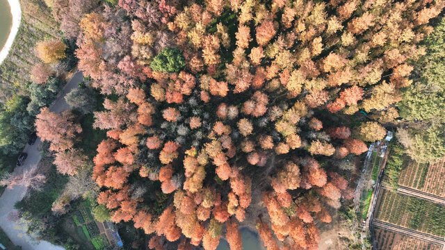 武汉东湖风景区水杉
