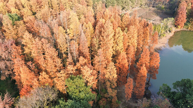 武汉东湖风景区水杉