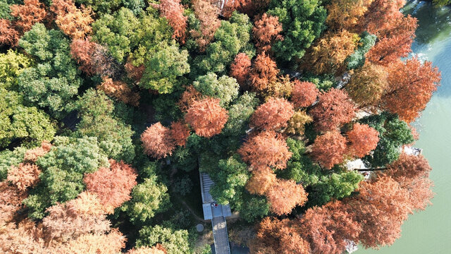 武汉东湖风景区水杉