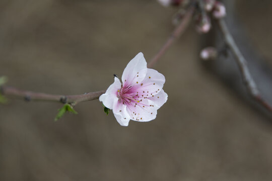 一朵花