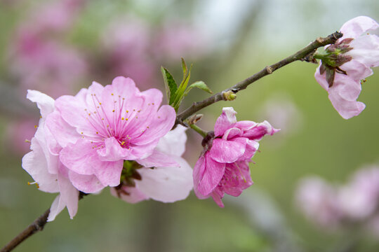 粉色桃花特写