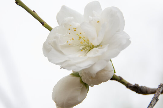 高清桃花特写