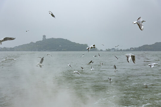 海上海鸥