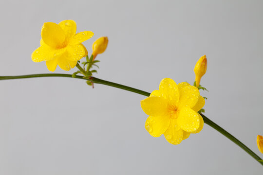 迎春花枝条和黄色的花冠