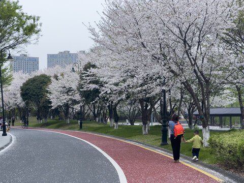 绍兴迪荡湖樱花游步道