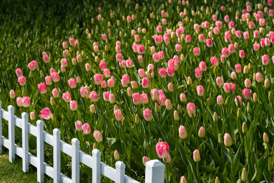 郁金香花