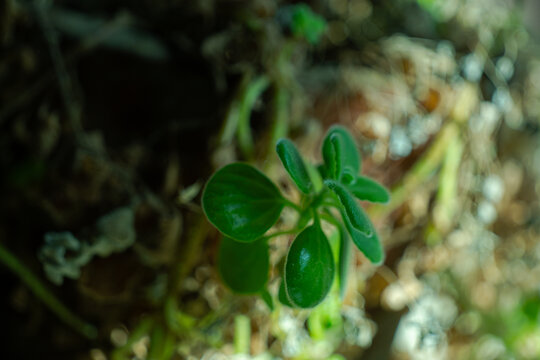 碰碰香花草植物