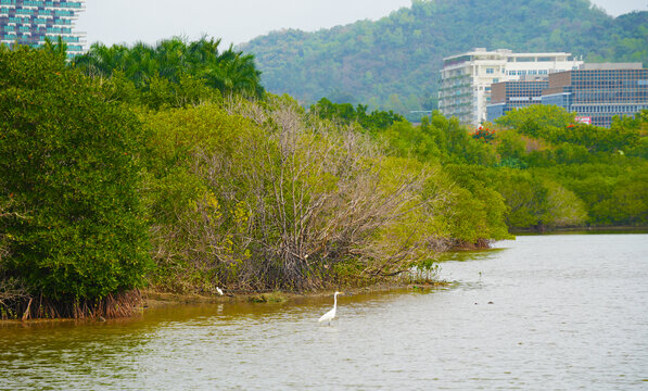 池塘湖泊动物自然风景