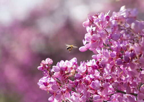 鲜花蜜蜂采蜜
