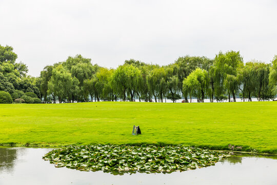 草地湖泊绿树林