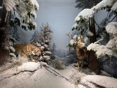 雪中老虎和驯鹿