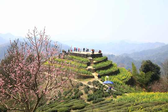 油菜花观景台