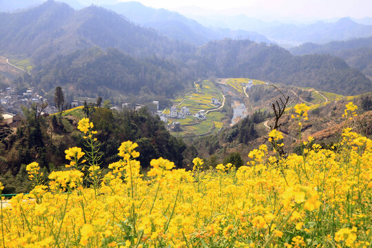 石潭村油菜花