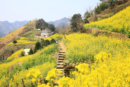 油菜花