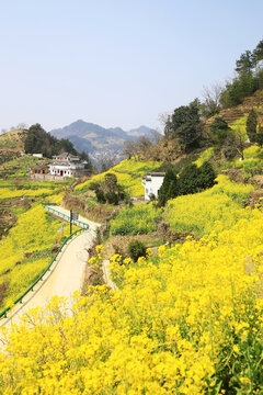 石潭村油菜花