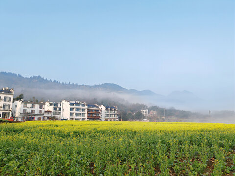 篁岭油菜花田