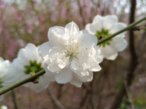 碧桃花