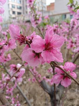 桃花