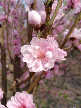 碧桃花