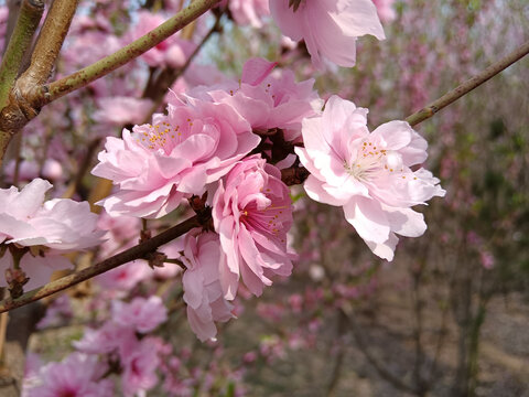 粉色碧桃花