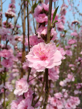 粉色碧桃花