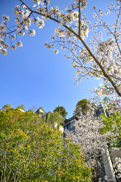 上海天安千树樱花季建筑风光