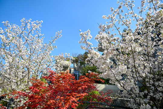 上海天安千树樱花季建筑风光