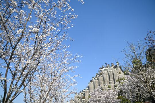上海天安千树樱花季建筑风光