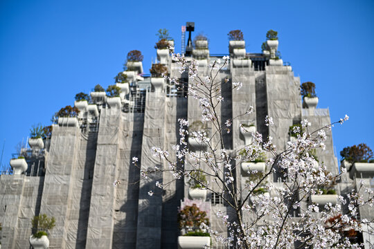 上海天安千树樱花季建筑风光