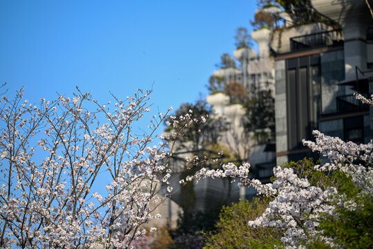 上海天安千树樱花季建筑风光